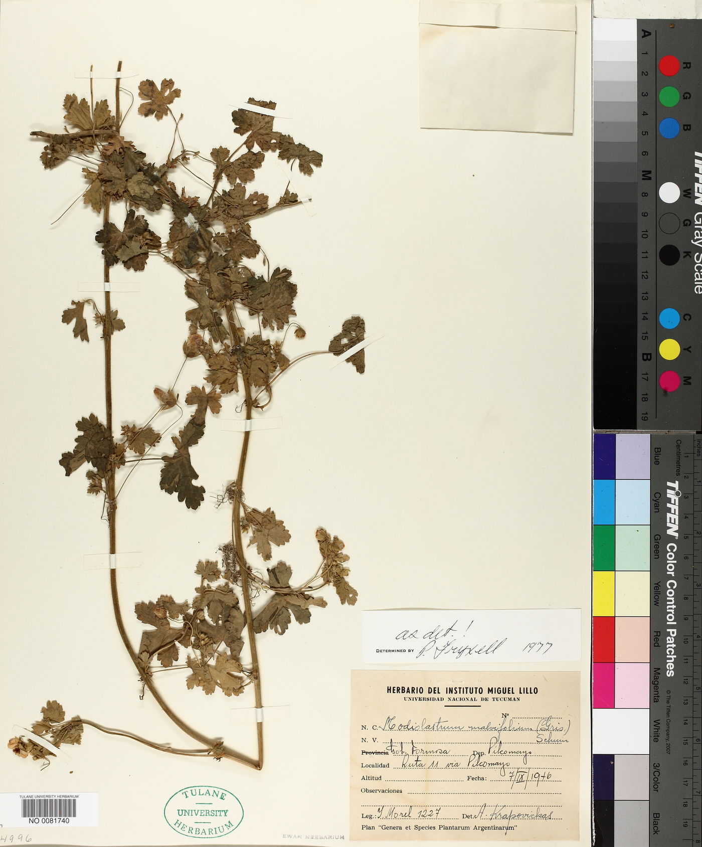 Modiolastrum malvifolium image