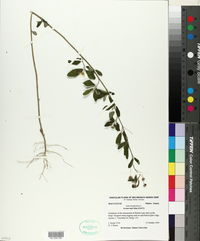 Sida rhombifolia image