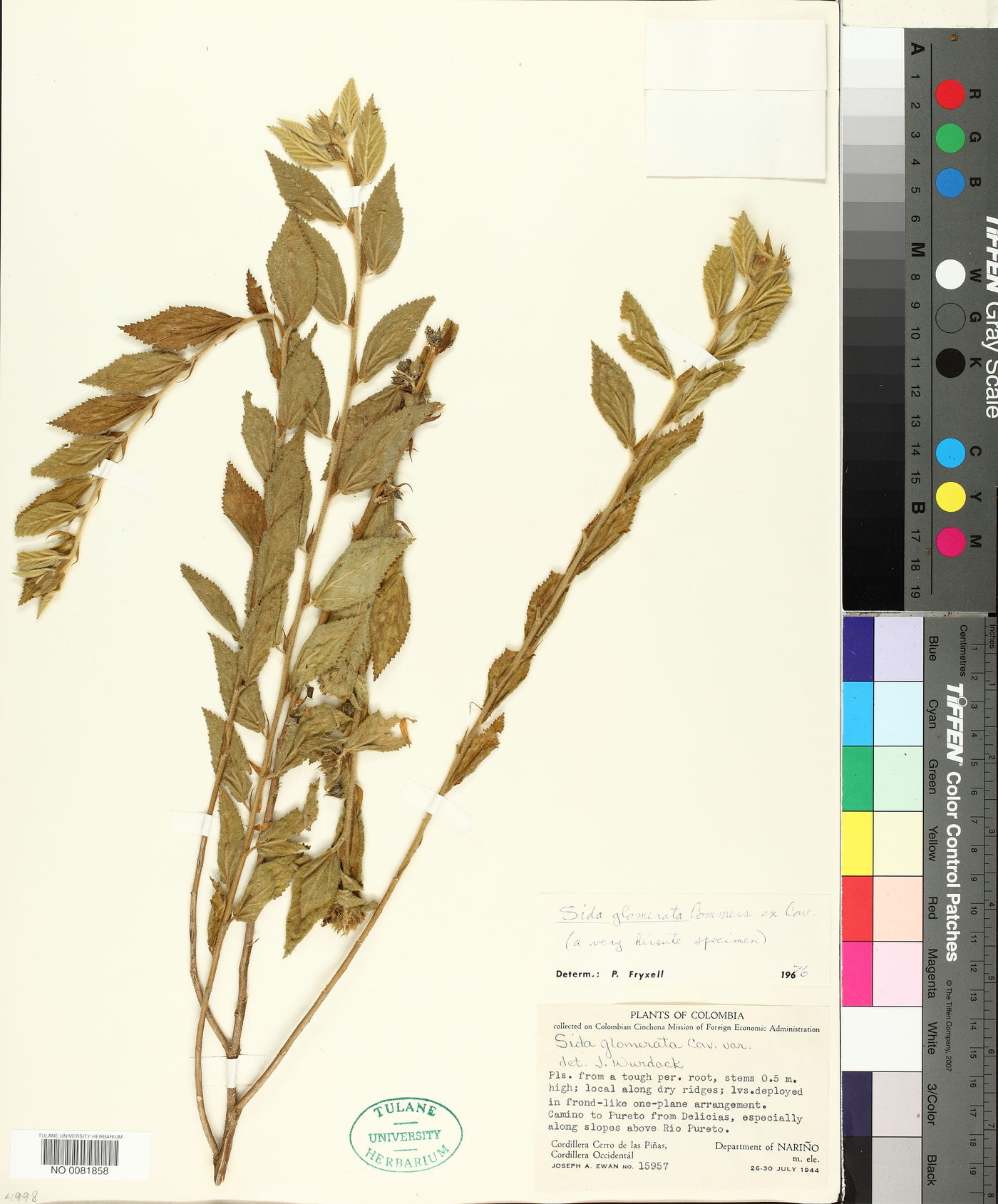 Sida glomerata image