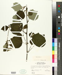Urena lobata image