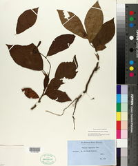 Pavonia fruticosa image