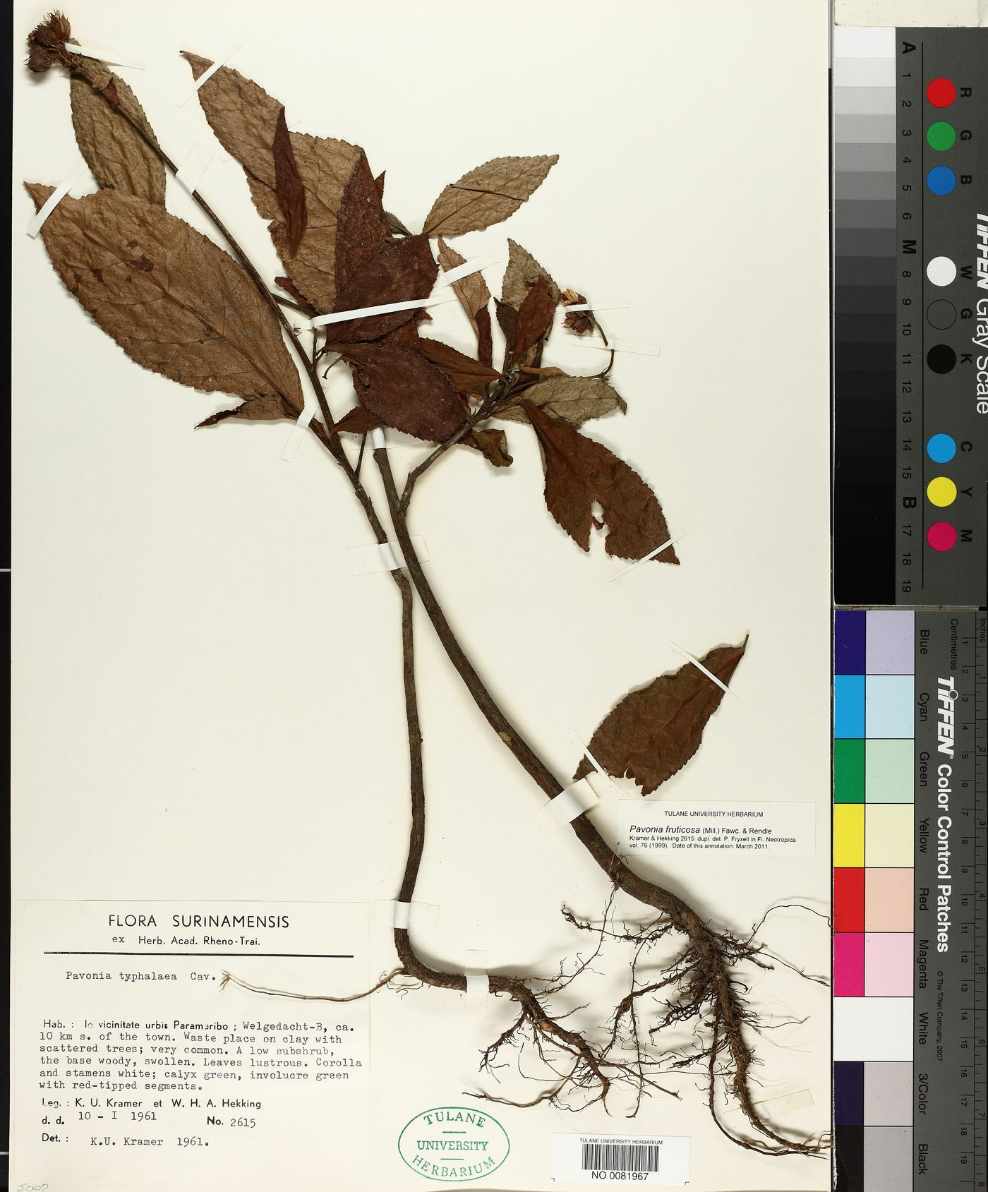 Pavonia fruticosa image