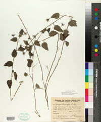 Image of Pavonia hieronymi