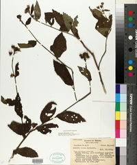 Image of Pavonia intermedia