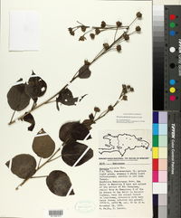 Image of Pavonia spicata