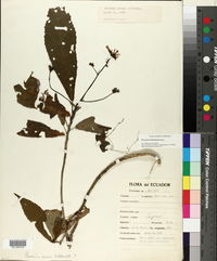 Image of Pavonia schiedeana