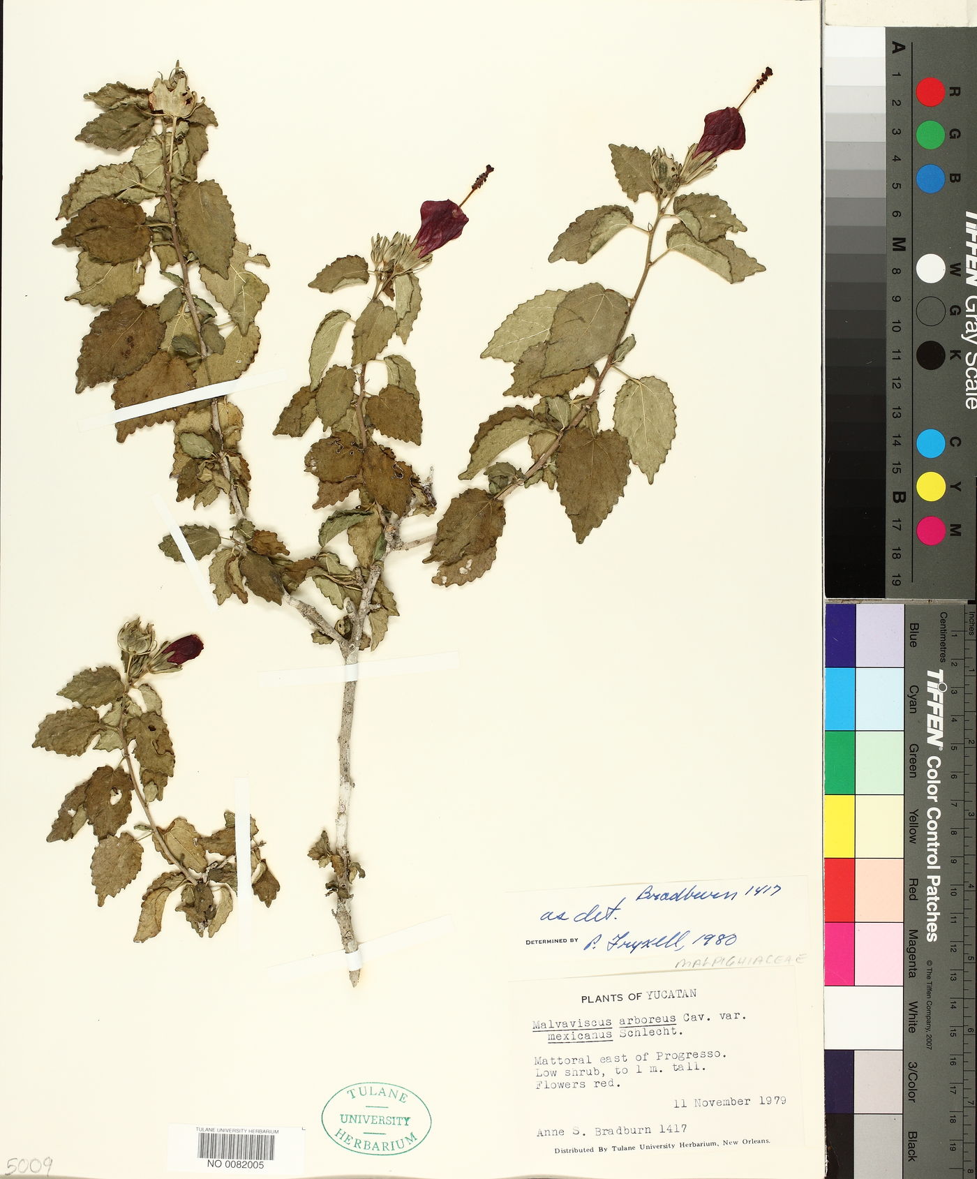 Malvaviscus arboreus var. mexicanus image