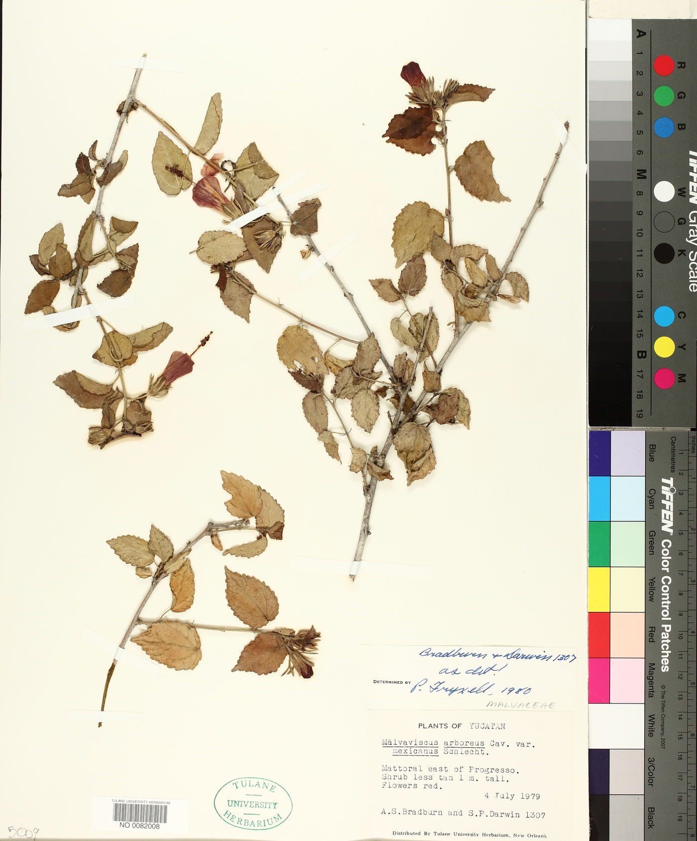 Malvaviscus arboreus var. mexicanus image