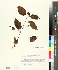 Malvaviscus arboreus var. arboreus image