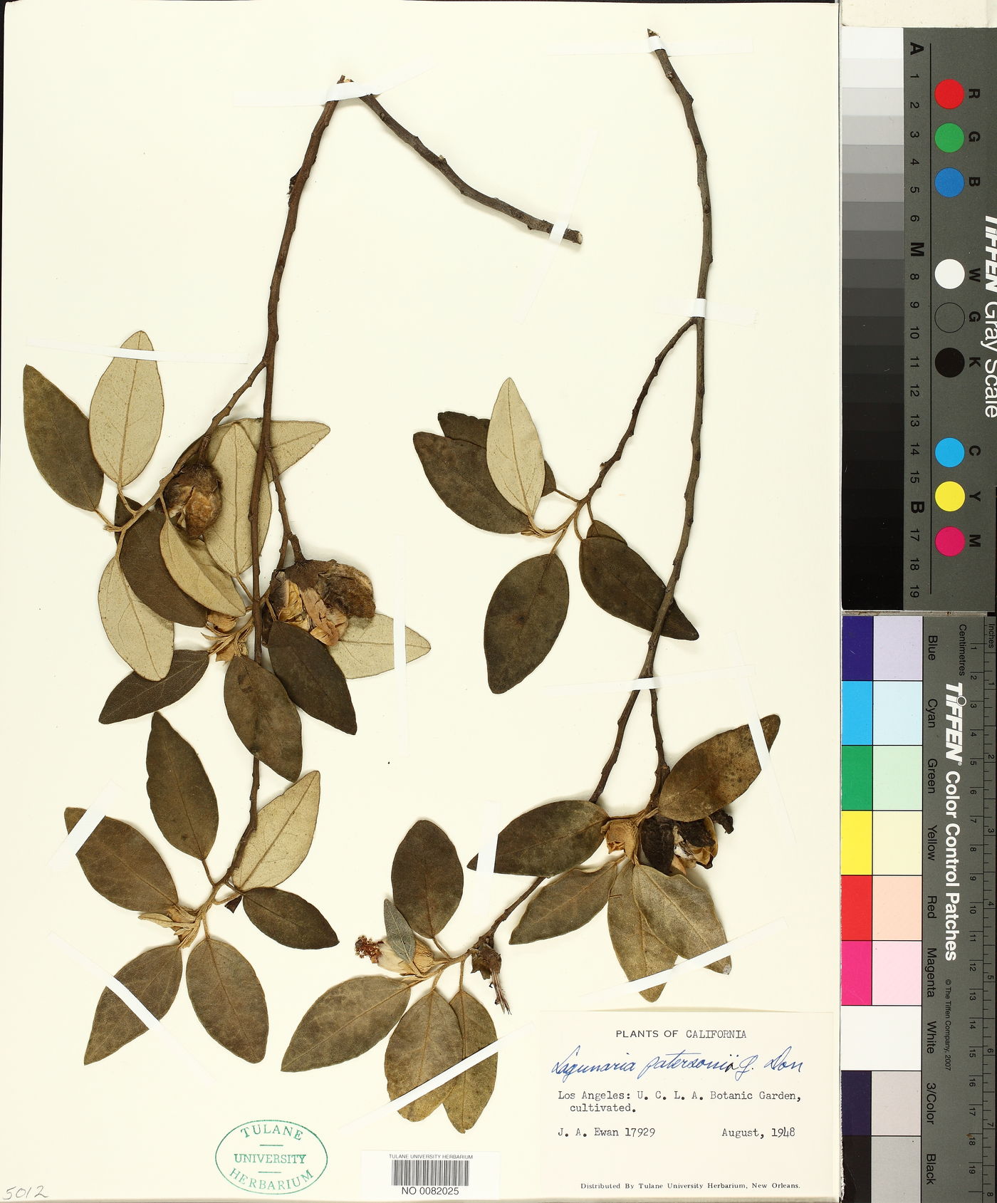 Lagunaria patersonii image