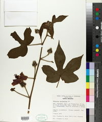 Hibiscus uncinellus image