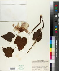 Image of Hibiscus bifurcatus