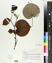 Image of Hibiscus pernambucensis