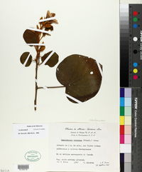 Image of Bakeridesia yucatana
