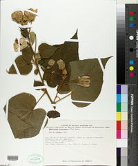Bakeridesia notolophium image