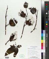 Image of Gossypium mexicanum