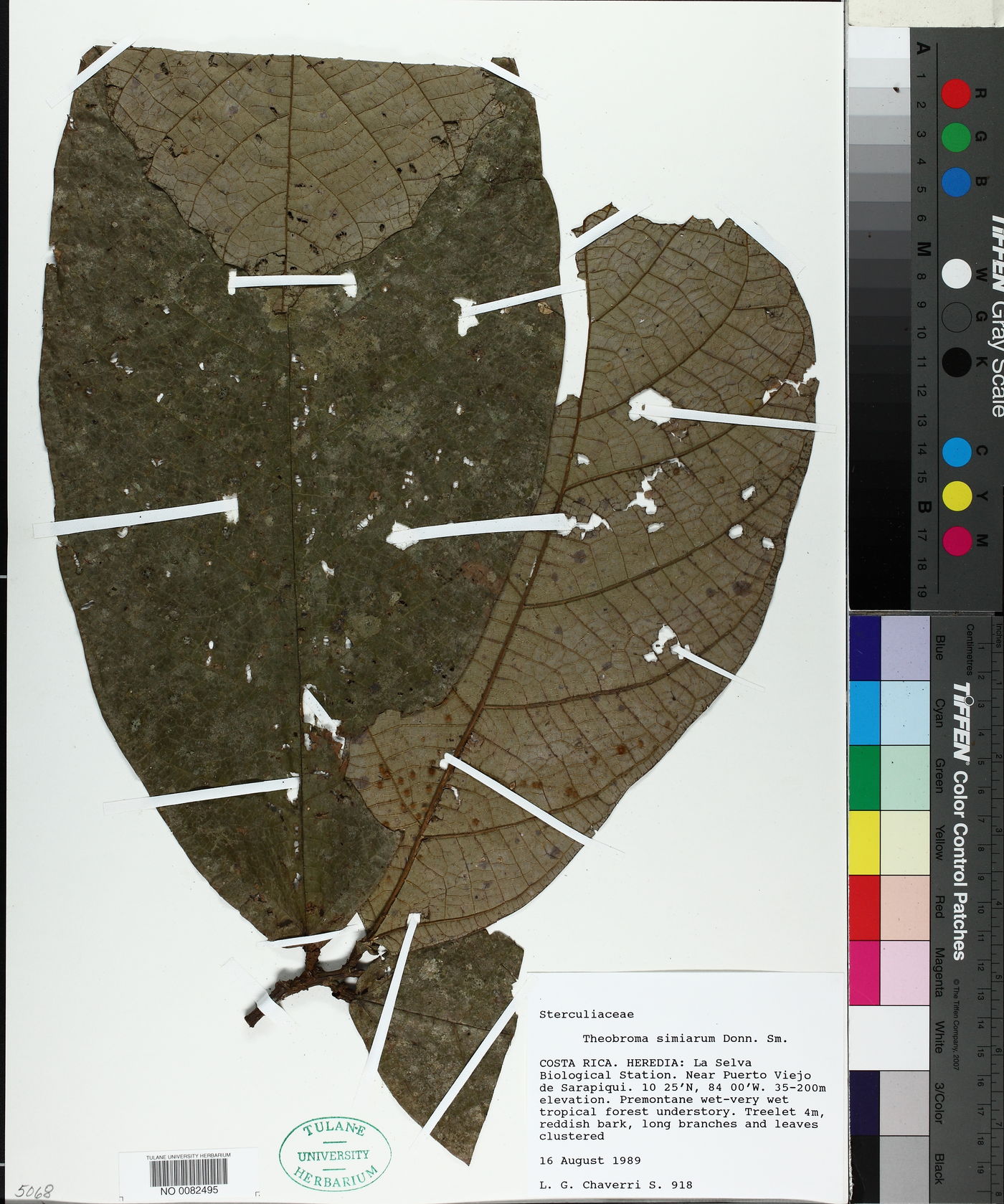 Theobroma simiarum image