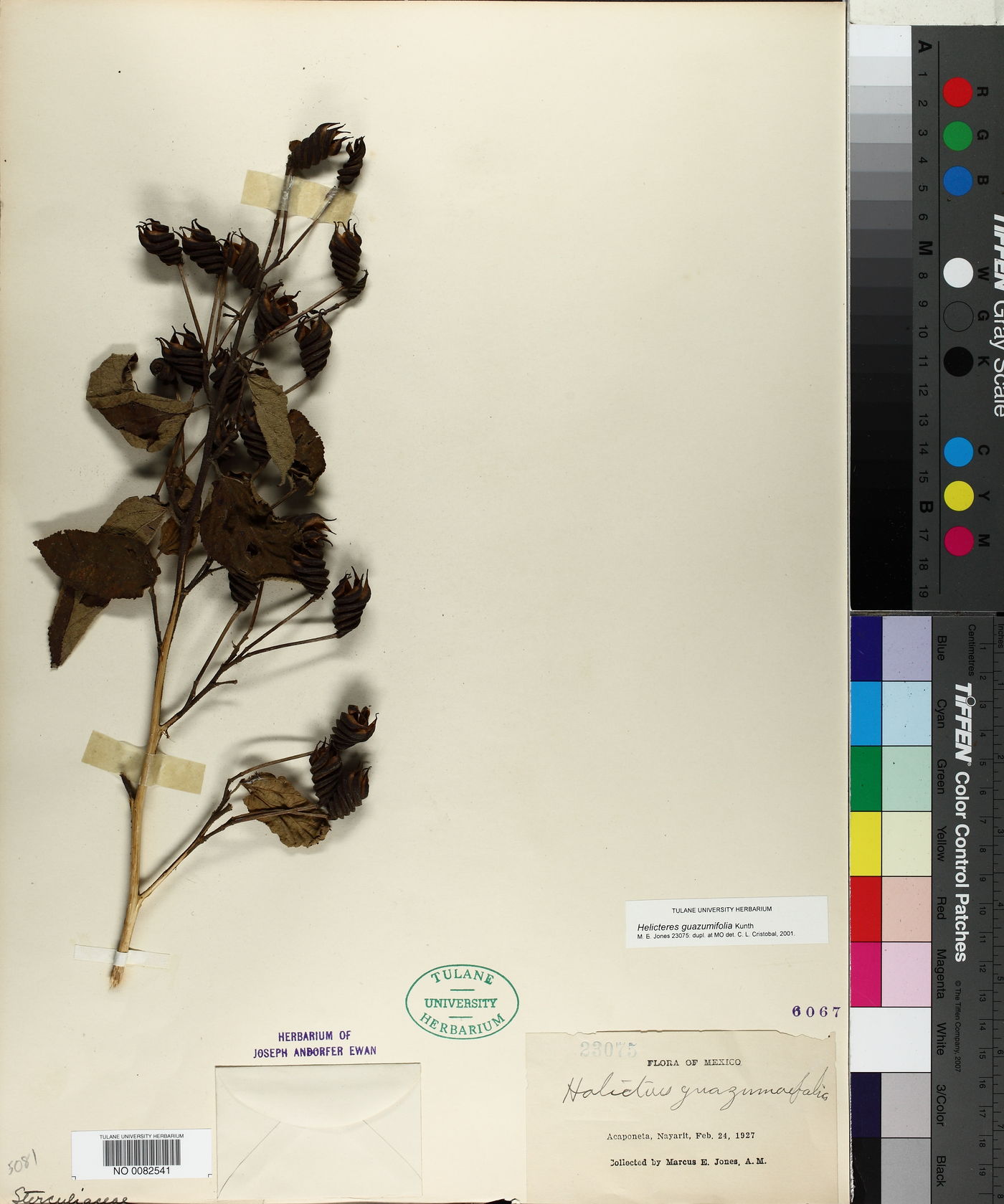 Helicteres guazumifolia image