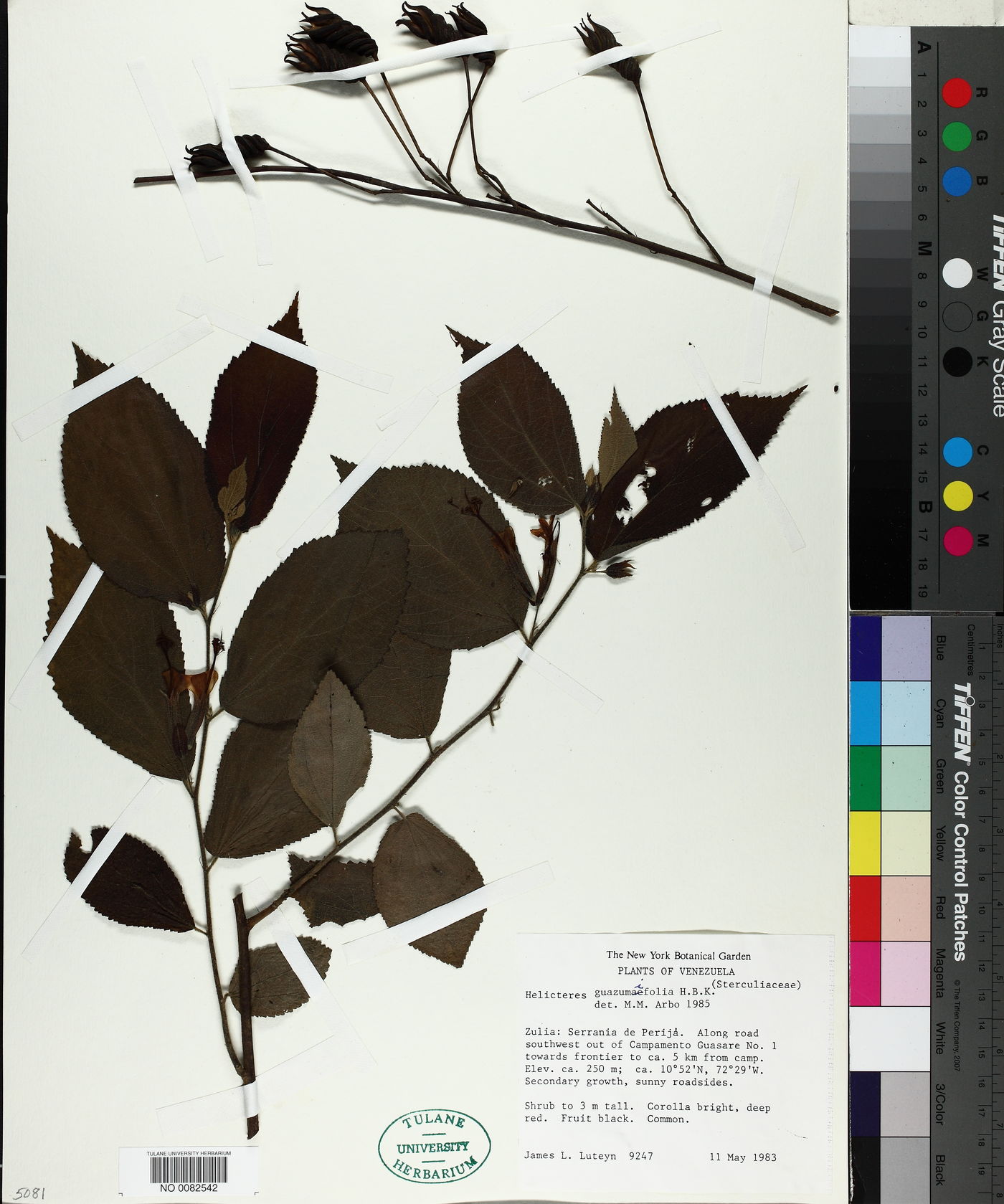 Helicteres guazumifolia image