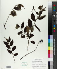 Image of Helicteres guazumifolia
