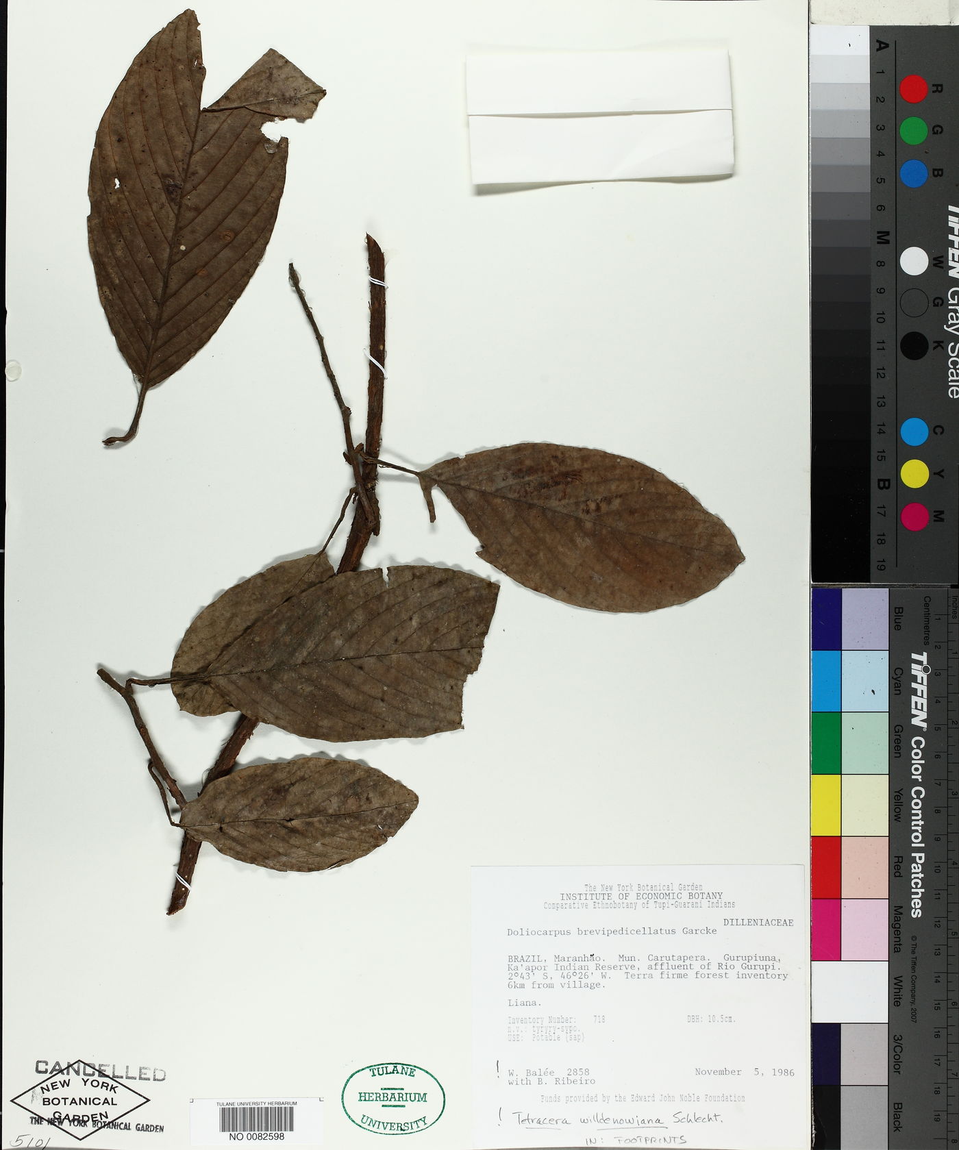 Doliocarpus brevipedicellatus image