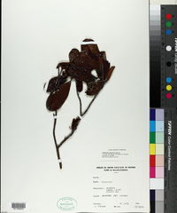 Image of Hibbertia patula