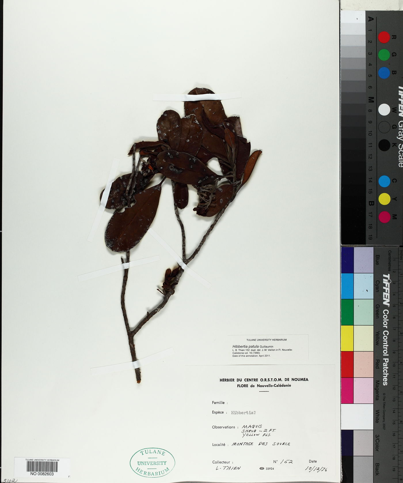 Hibbertia patula image