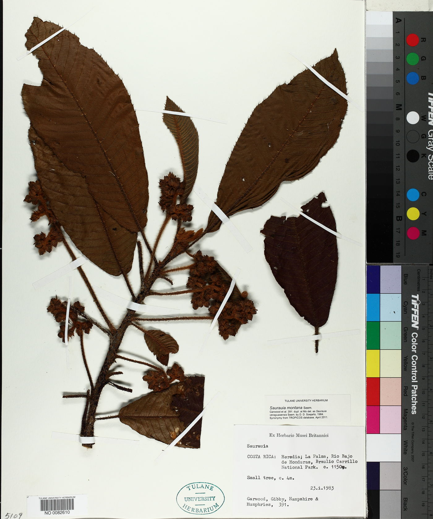 Saurauia montana image