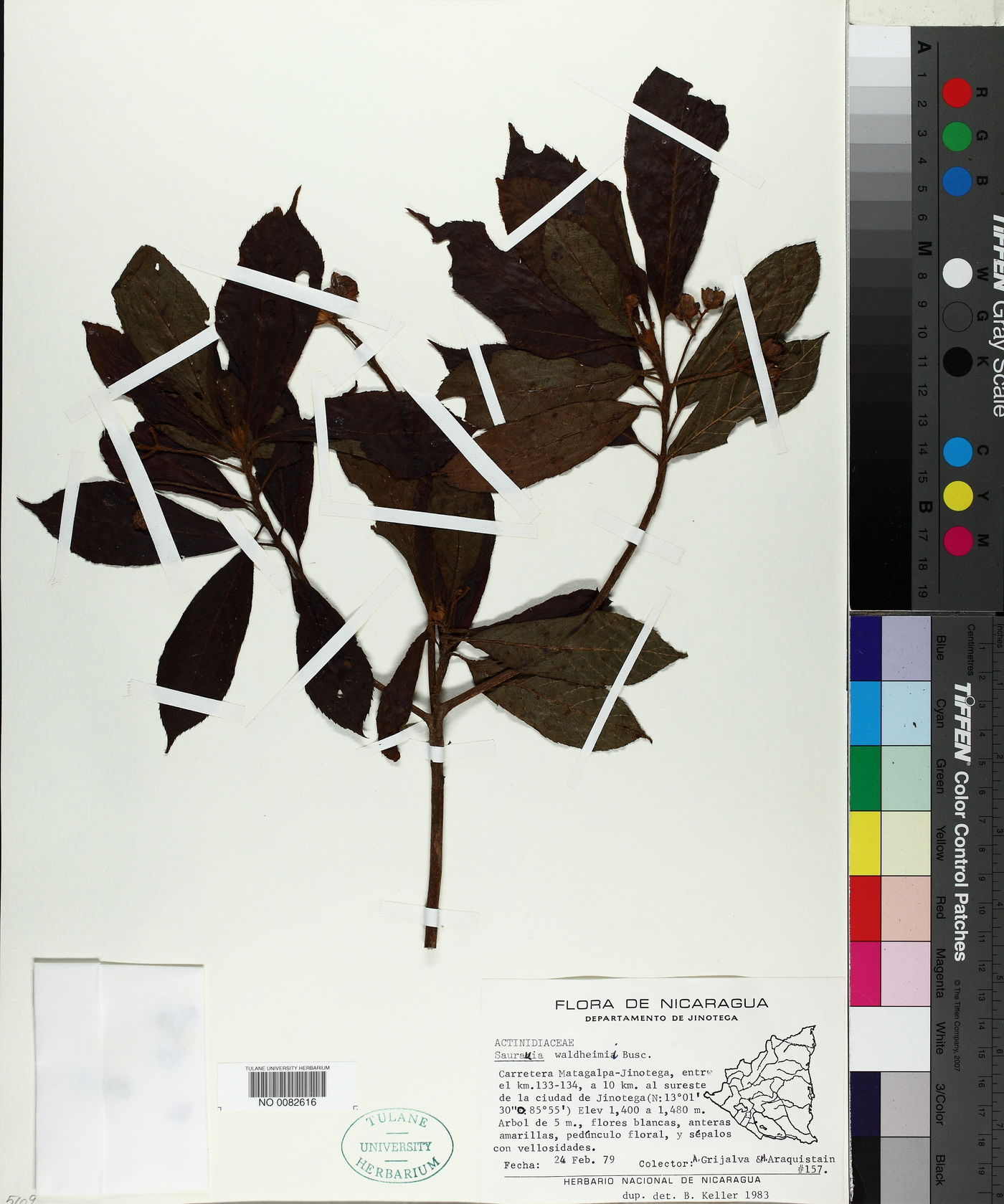 Saurauia waldheimii image