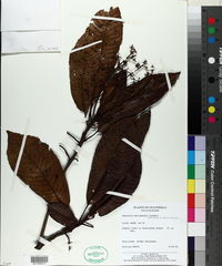 Image of Saurauia belizensis