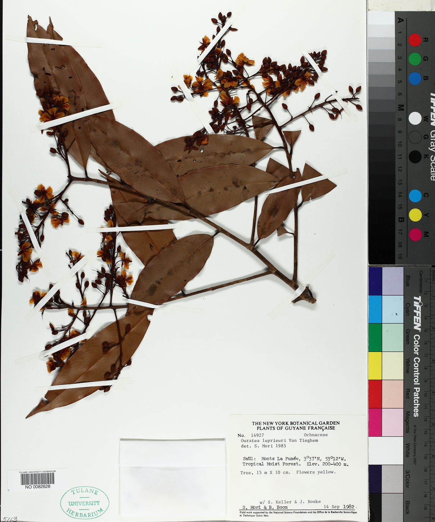 Ouratea leprieuri image