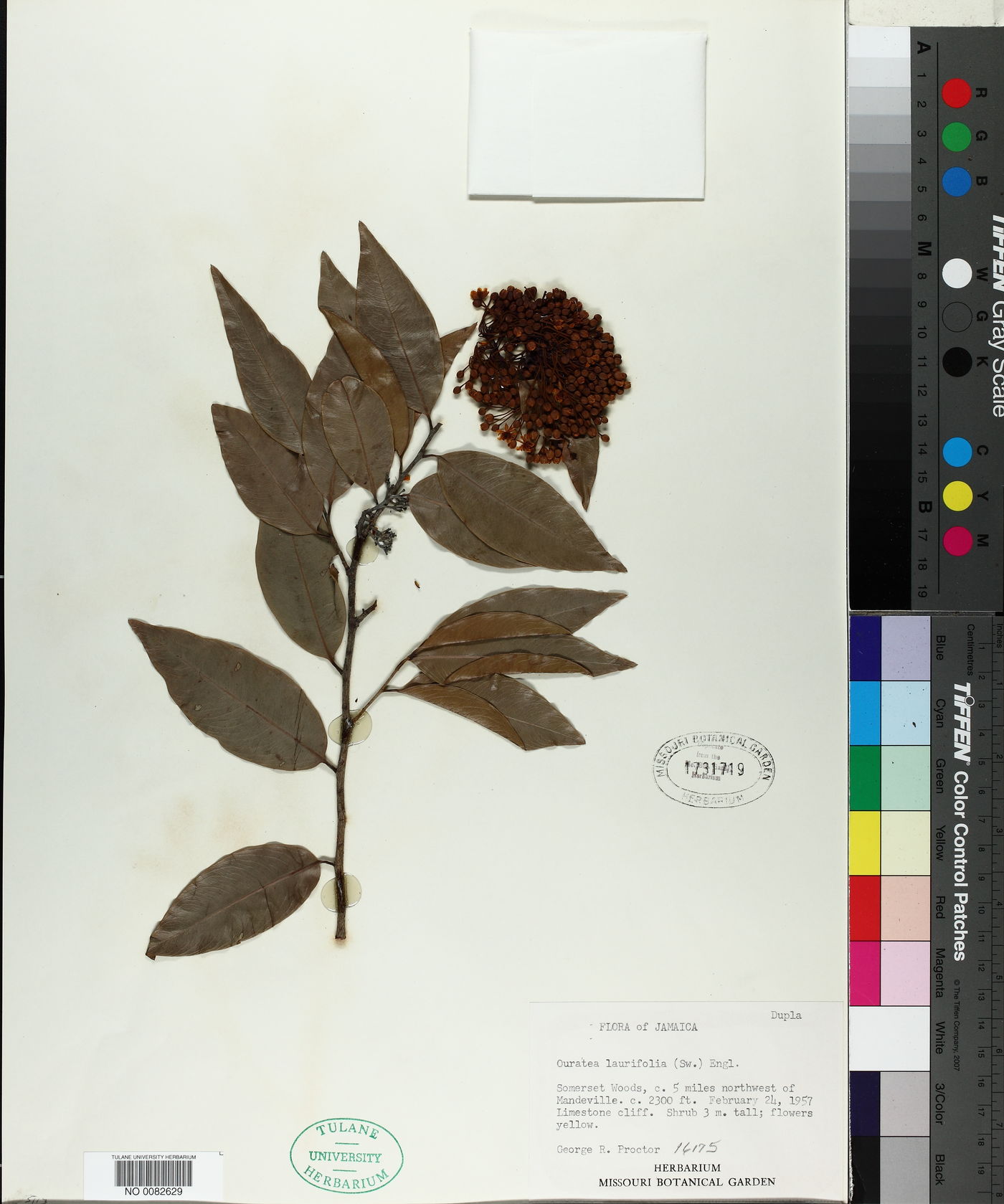 Ouratea laurifolia image