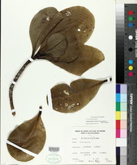 Image of Strasburgeria robusta