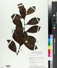 Souroubea guianensis image