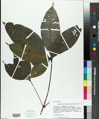 Image of Lacunaria panamensis