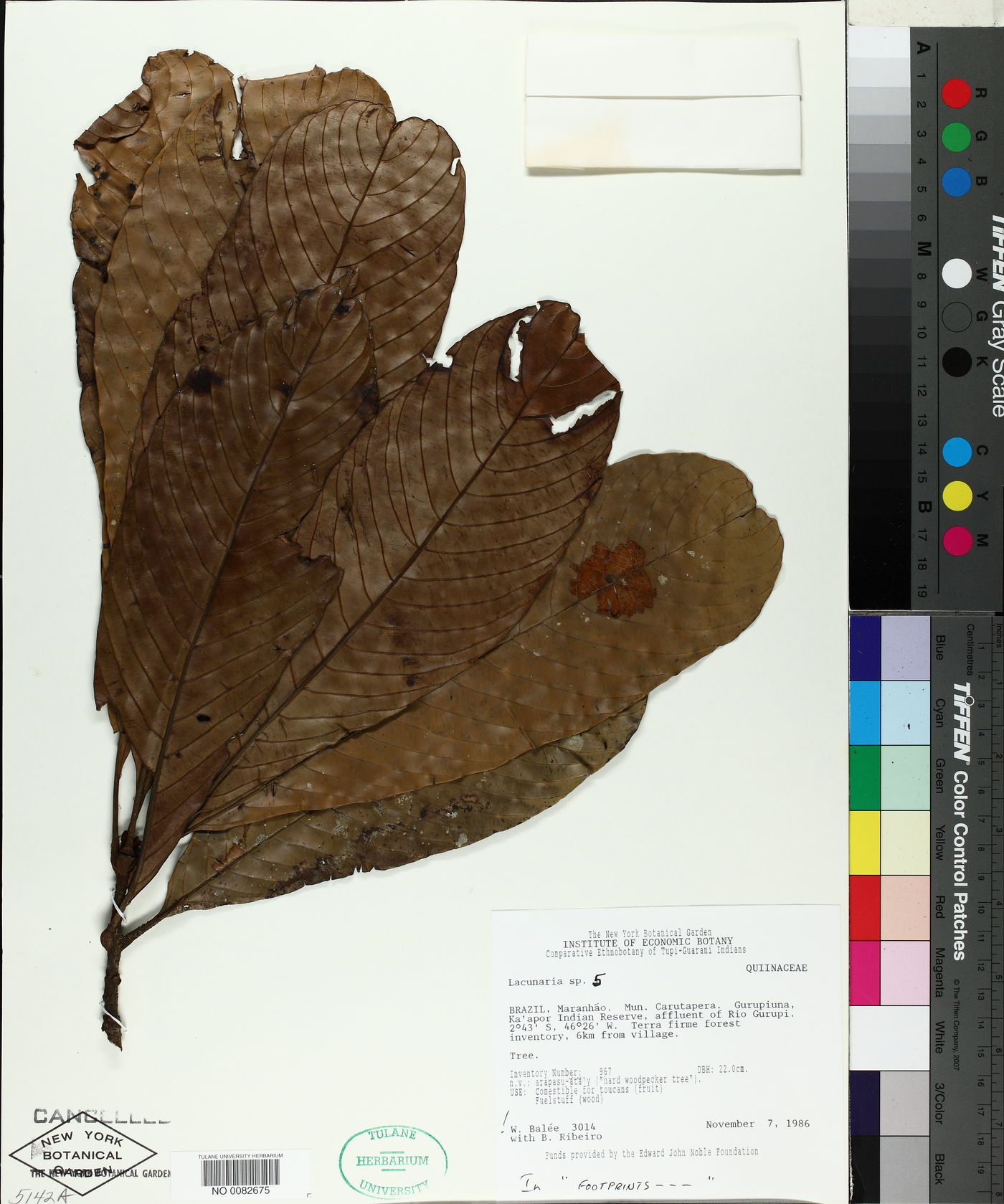 Lacunaria image