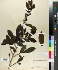 Image of Camellia sinensis