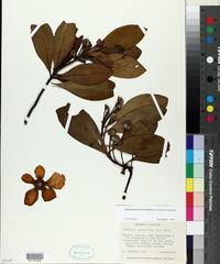 Gordonia lasianthus image