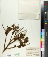 Image of Gordonia fruticosa