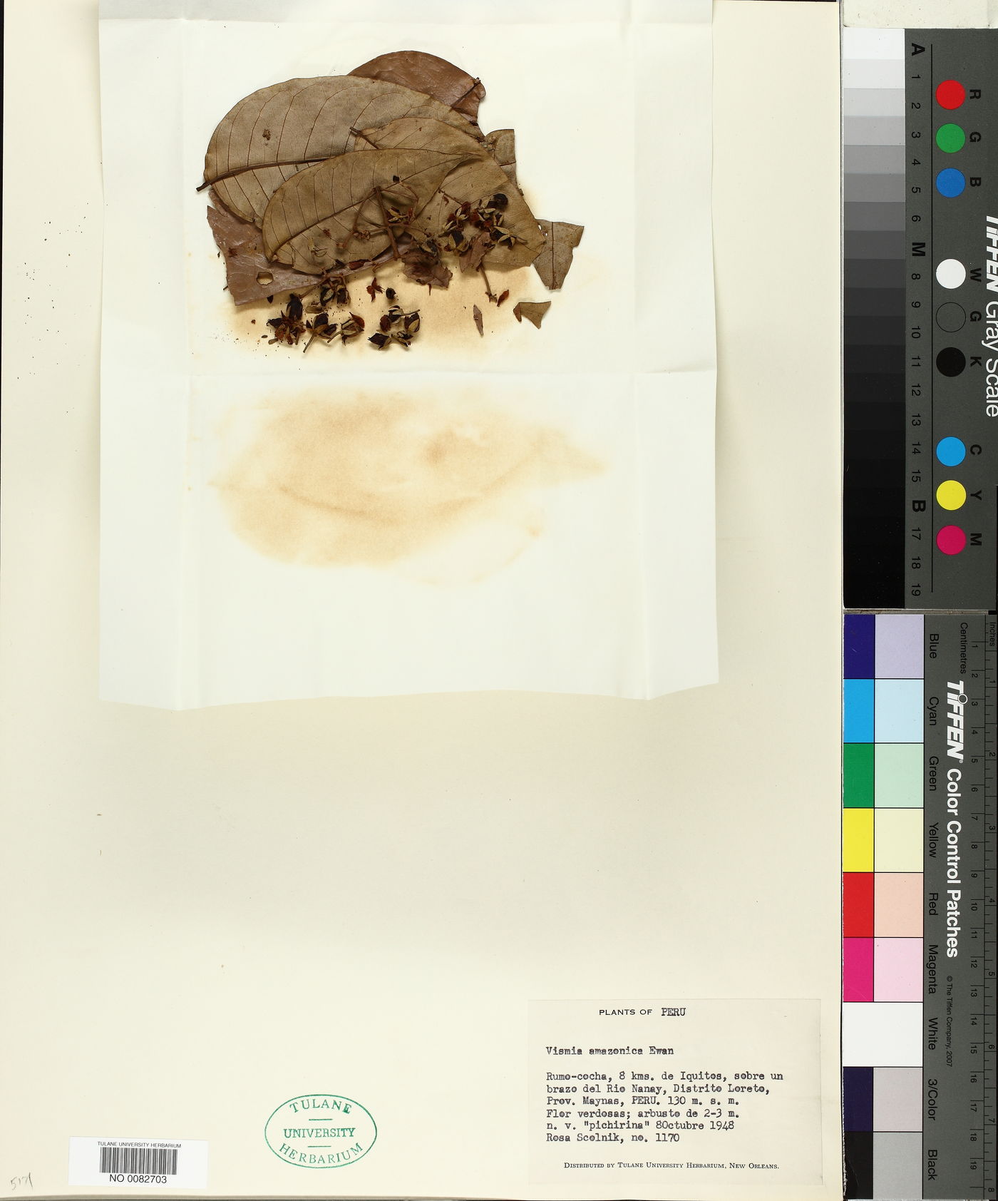 Vismia amazonica image