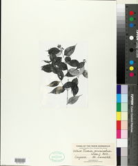 Image of Vismia acuminata