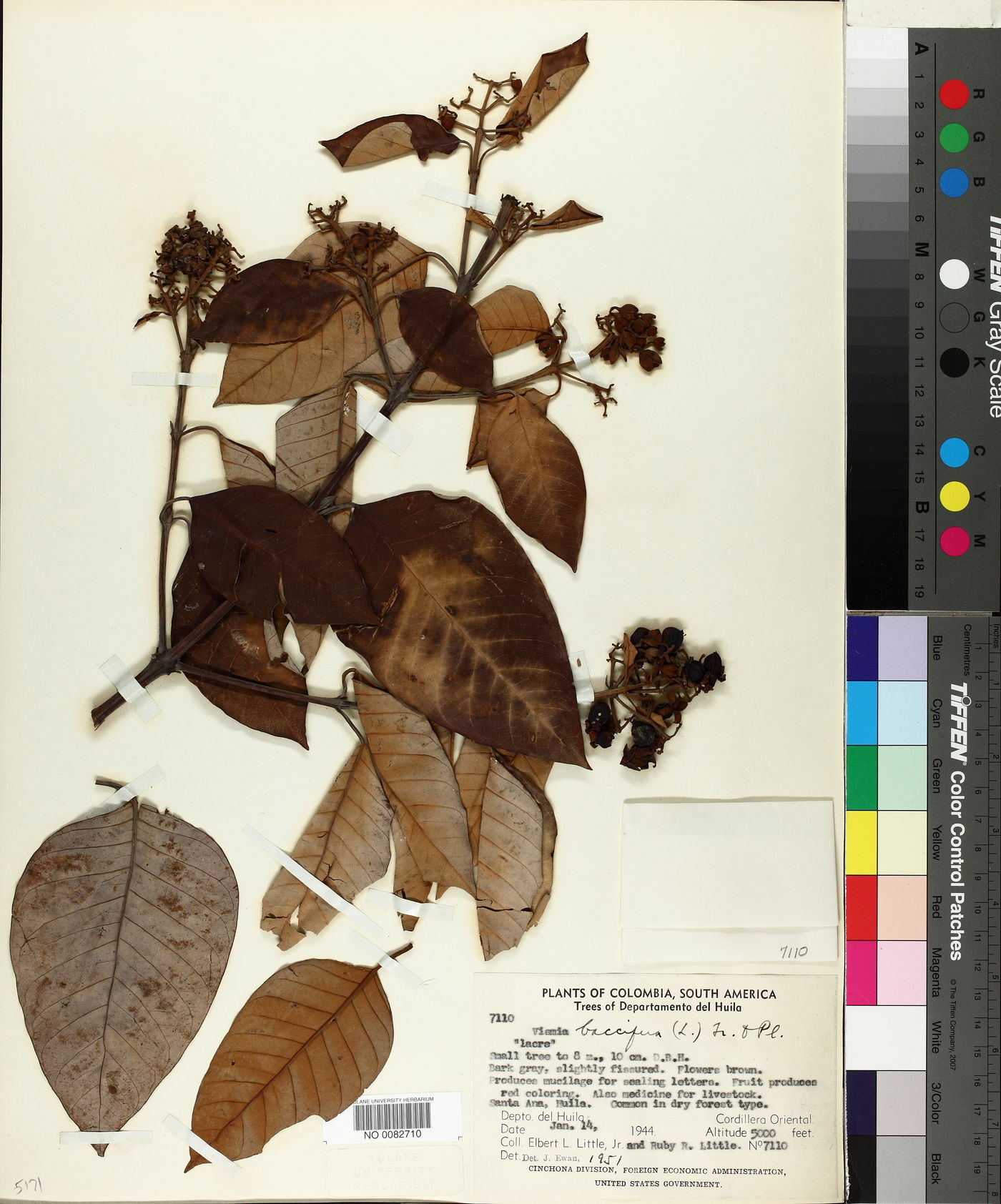 Vismia baccifera image
