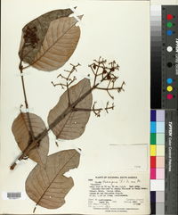 Vismia baccifera image