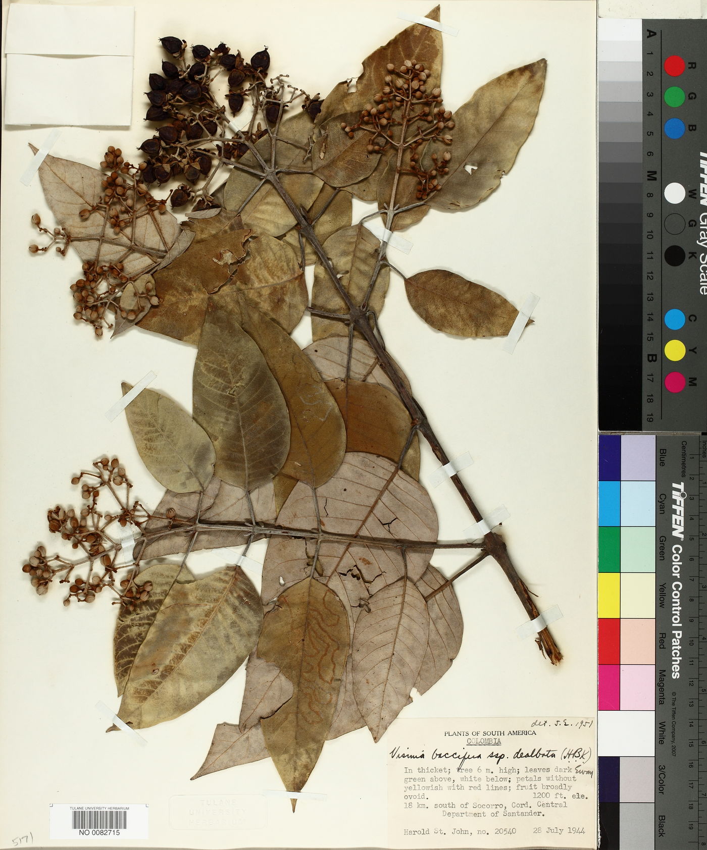 Vismia baccifera subsp. dealbata image
