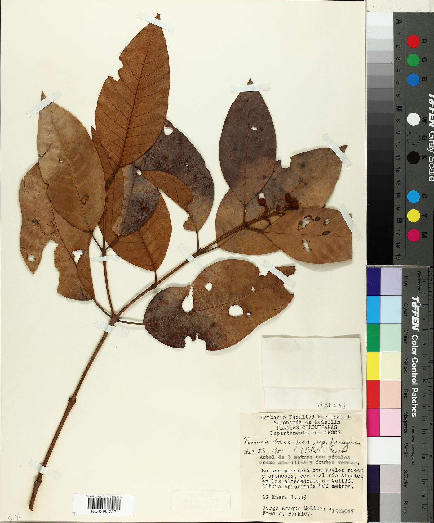 Vismia baccifera subsp. ferruginea image
