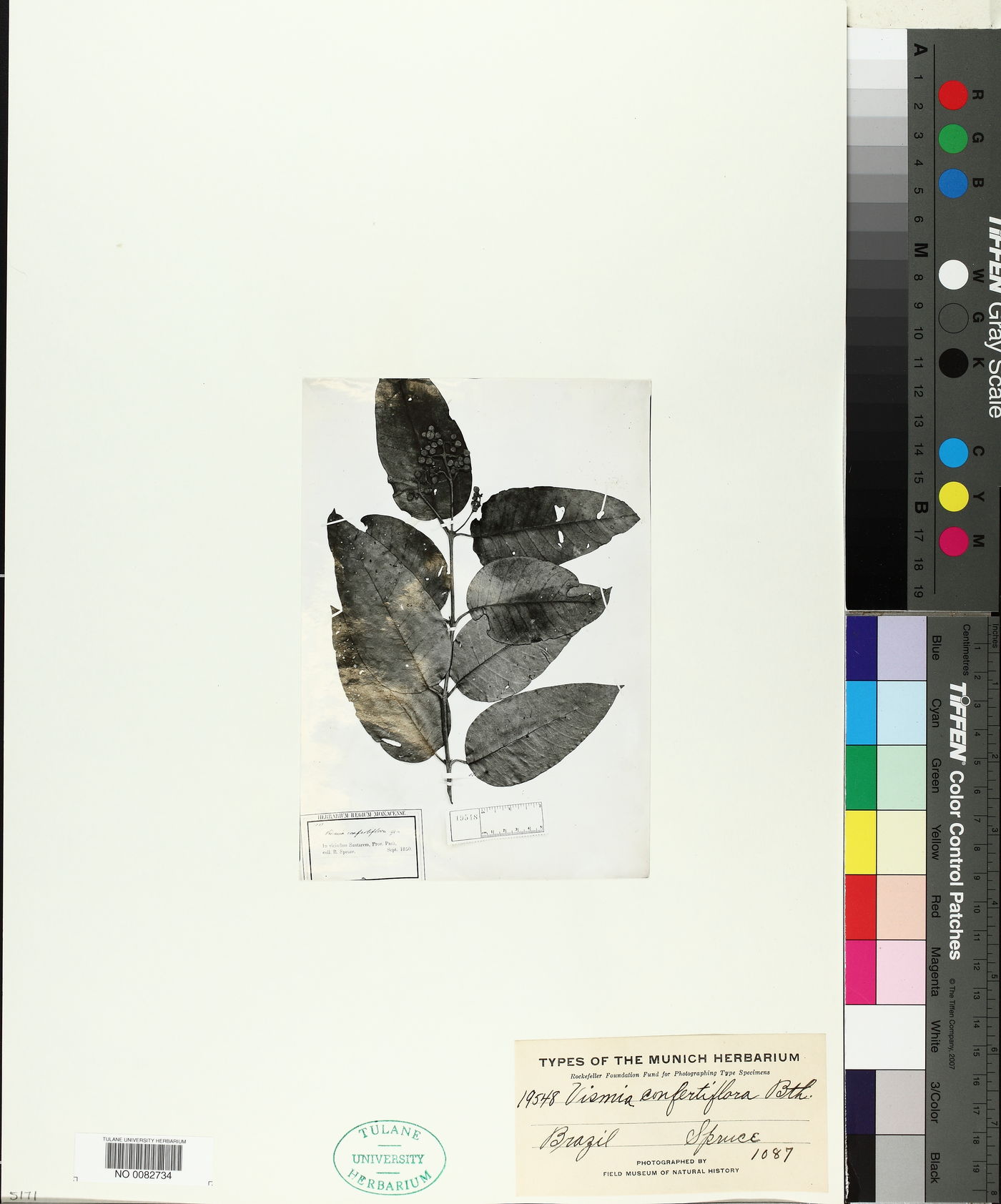 Vismia baccifera subsp. dealbata image