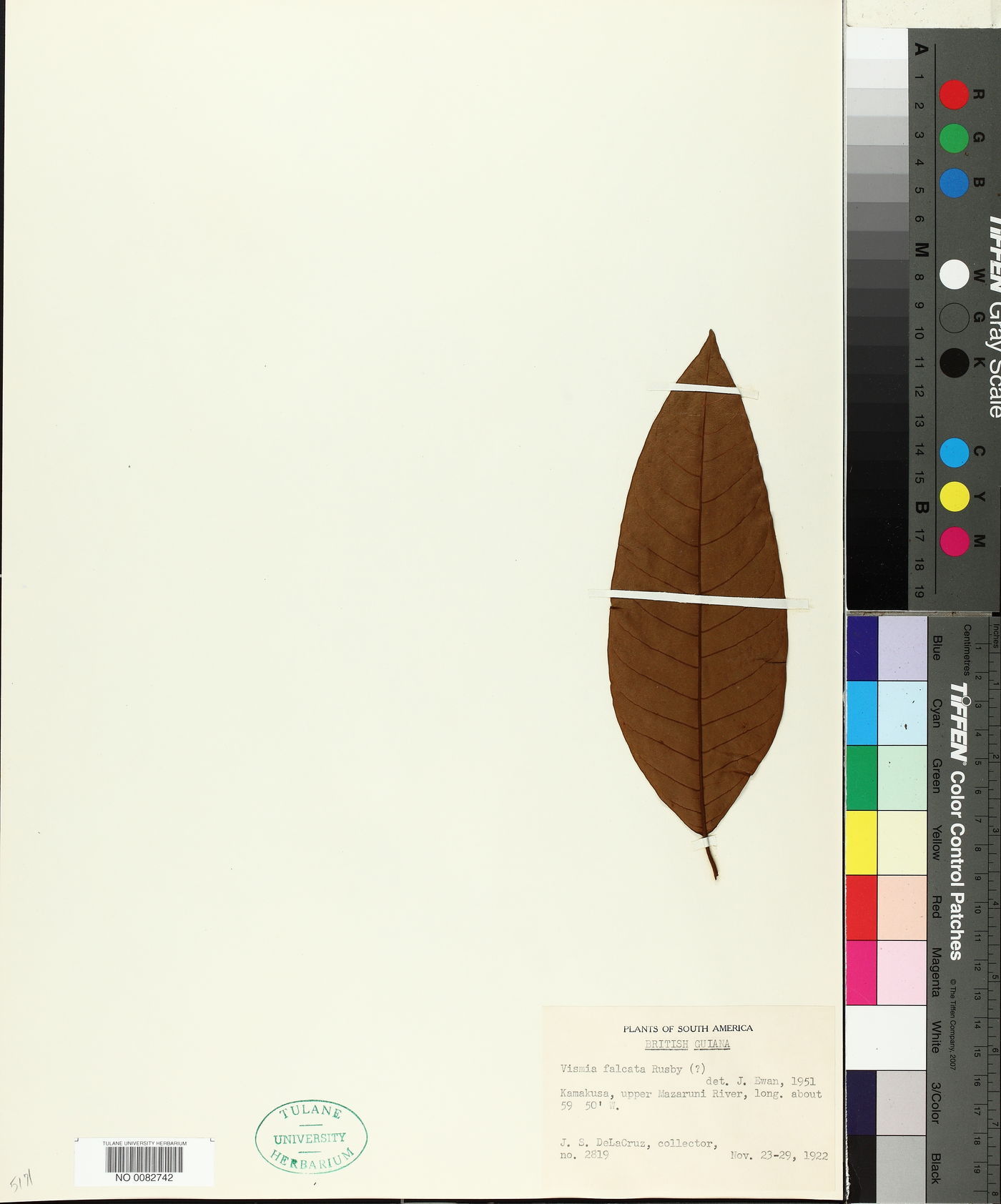 Vismia laxiflora image