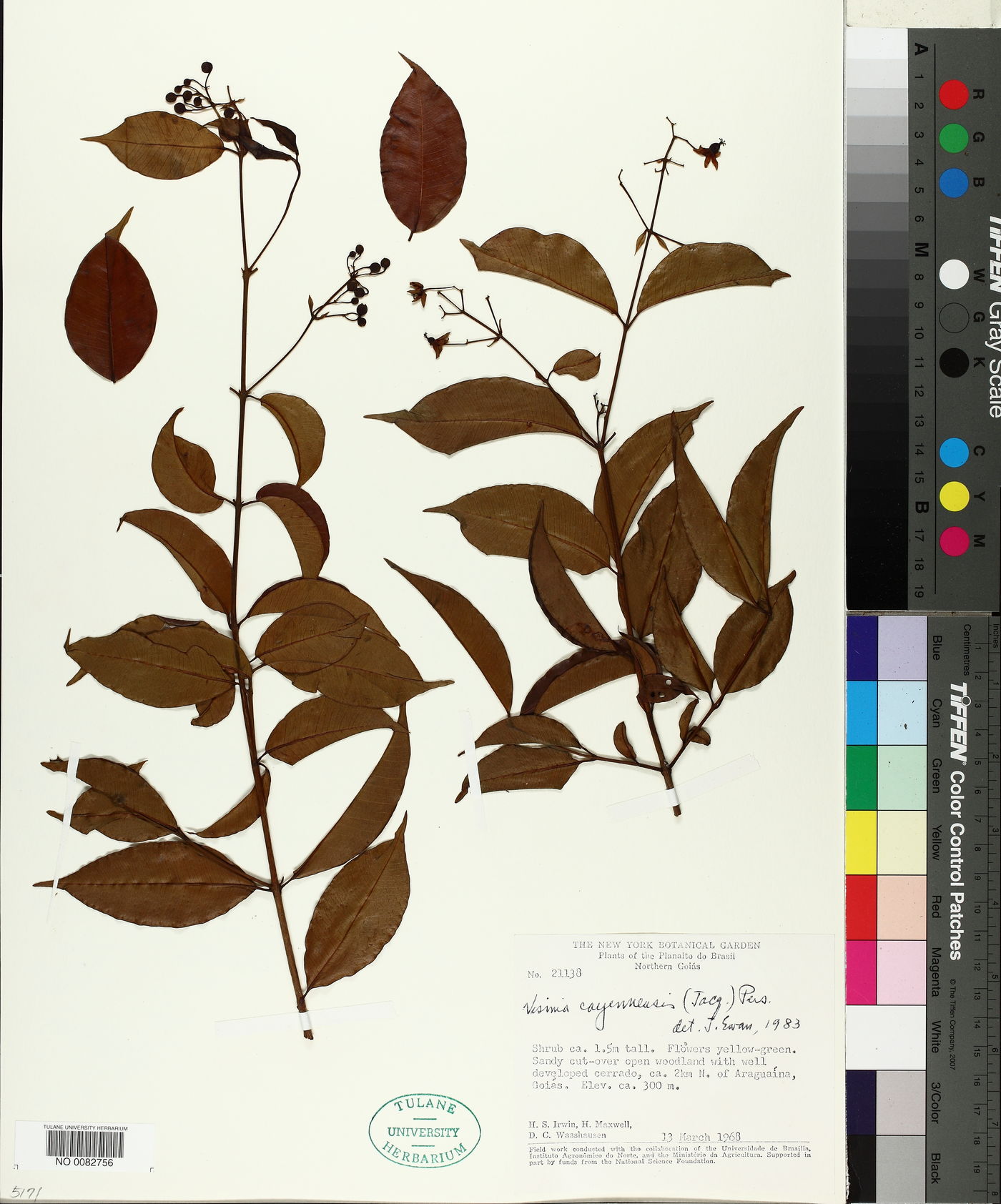 Vismia cayennensis image