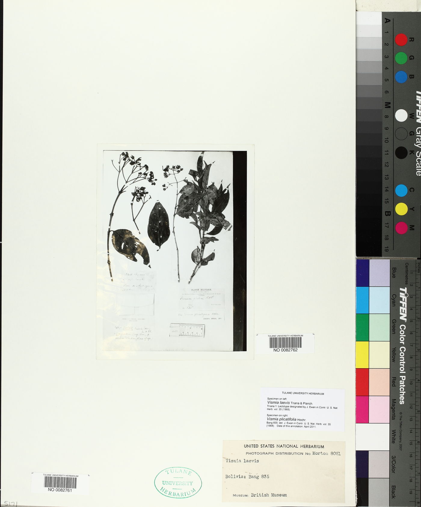 Vismia laevis image