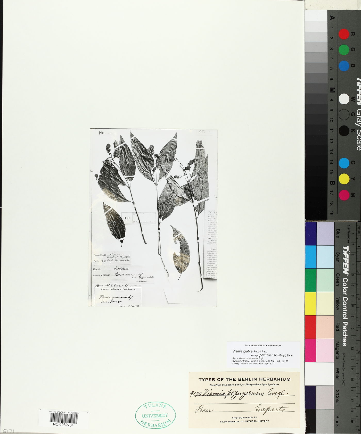 Vismia glabra subsp. pozuzoensis image